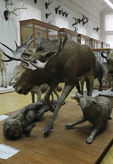 Экспозиция зоологического музея и гербария им. Э.А.Эверсмана.