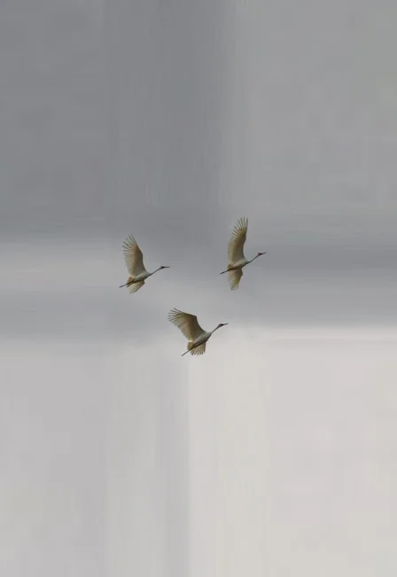 Летят журавли