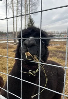 Семейный отдых в Карелии. 30 га детского счастья